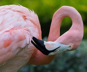 rozovoe_chudo_v_dominikane_flamingo