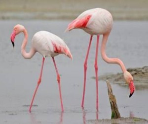 malyj-flamingo